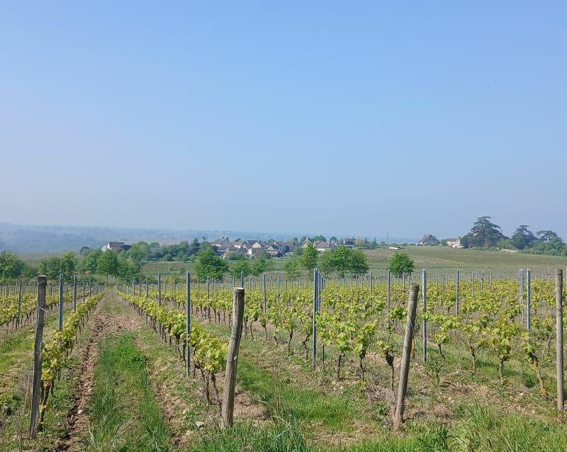Entre Layon et vignes - Rochefort-sur-Loire