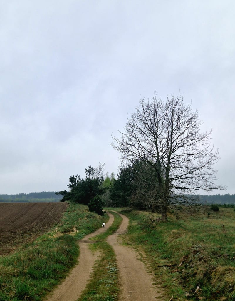12km po kaszubskich lasach i polach dookoła jeziora - Węsiory