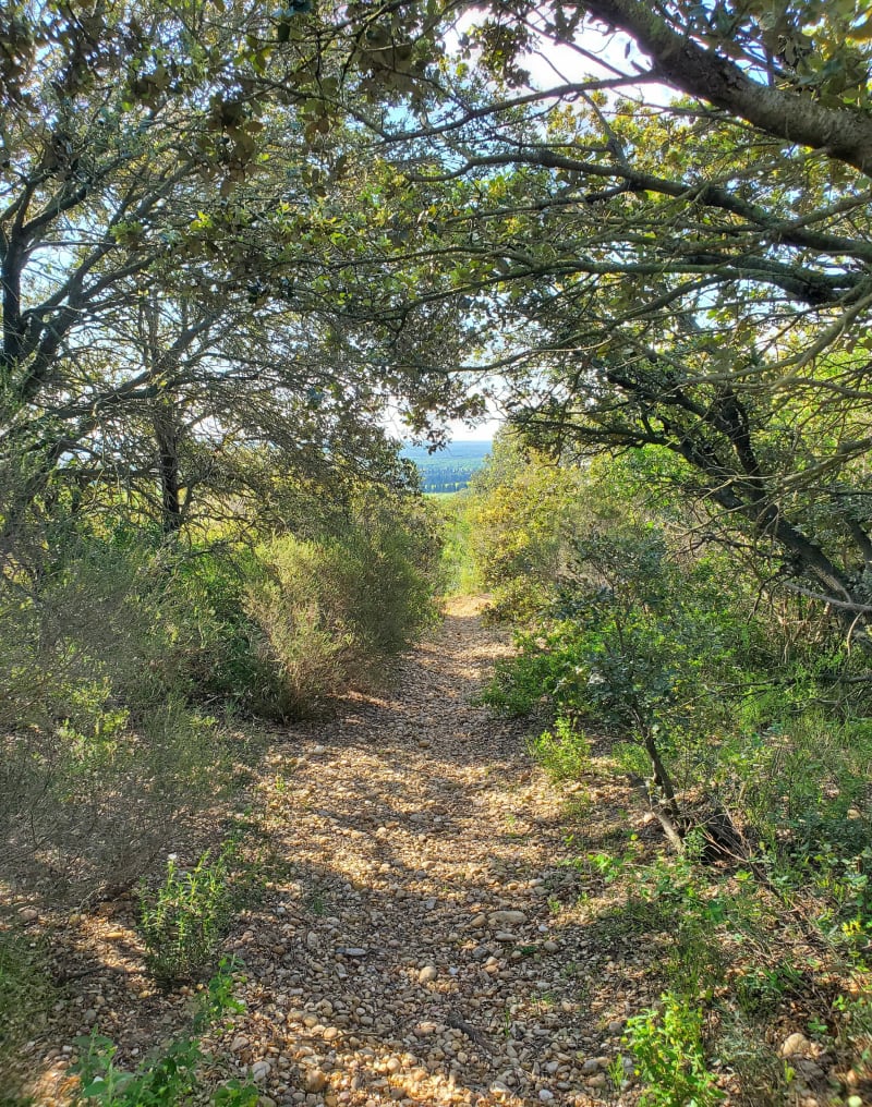 Bois de Gonet depuis St Bénézet - Saint-Gilles