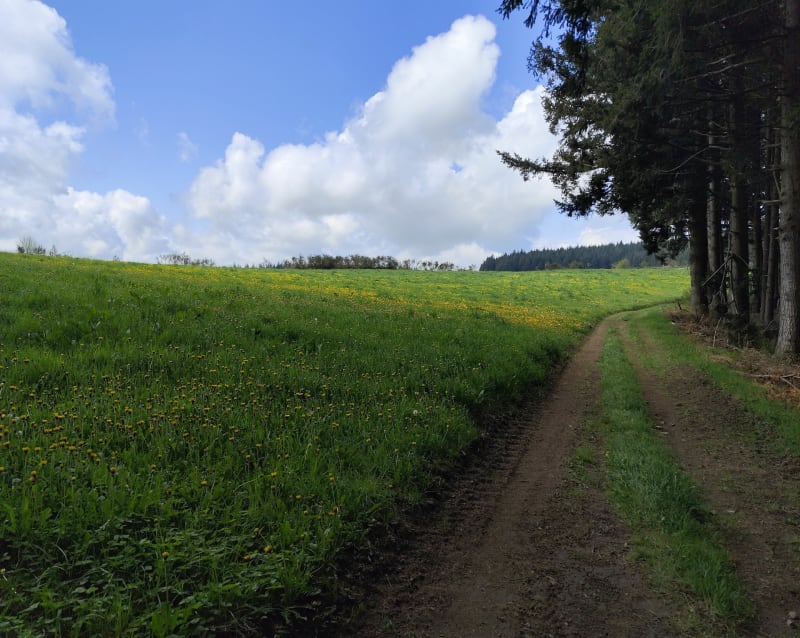 Boucle Joux et Saint Cyr de Valorges - Joux