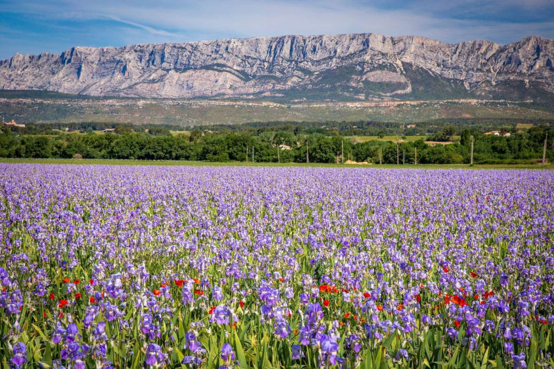Randonnée Aix-en-Provence : champ de fleurs violettes avec montagne rocheuse en arrière-plan
