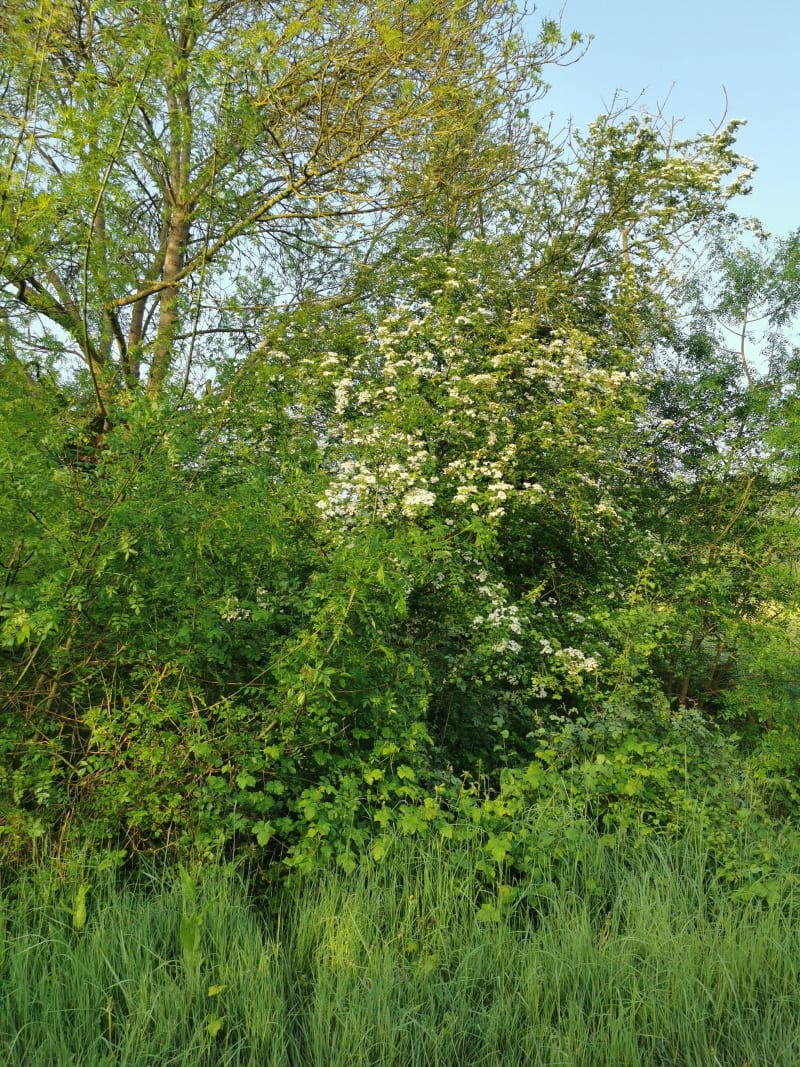 Belle balade depuis Anetz - Vair-sur-Loire