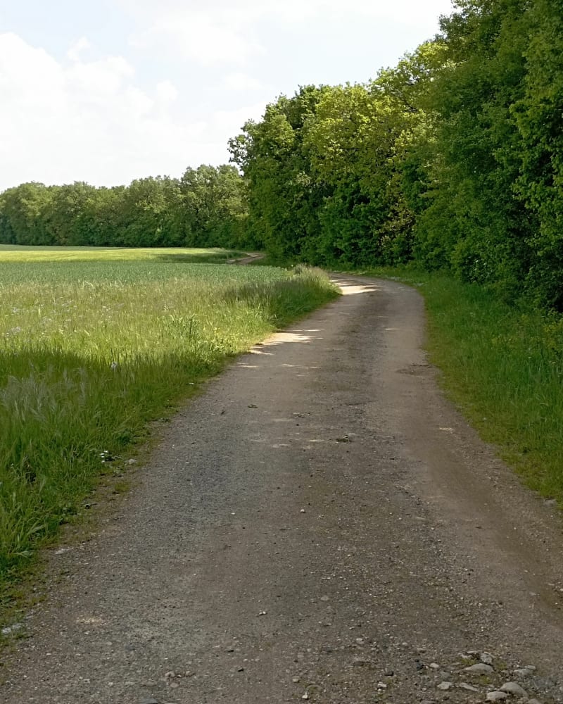 Forêt de Benon - Courçon