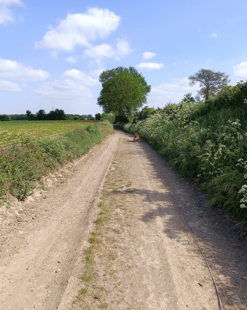Marche 9,5kms en pleine nature à  Norrent Fontes. - Norrent-Fontes