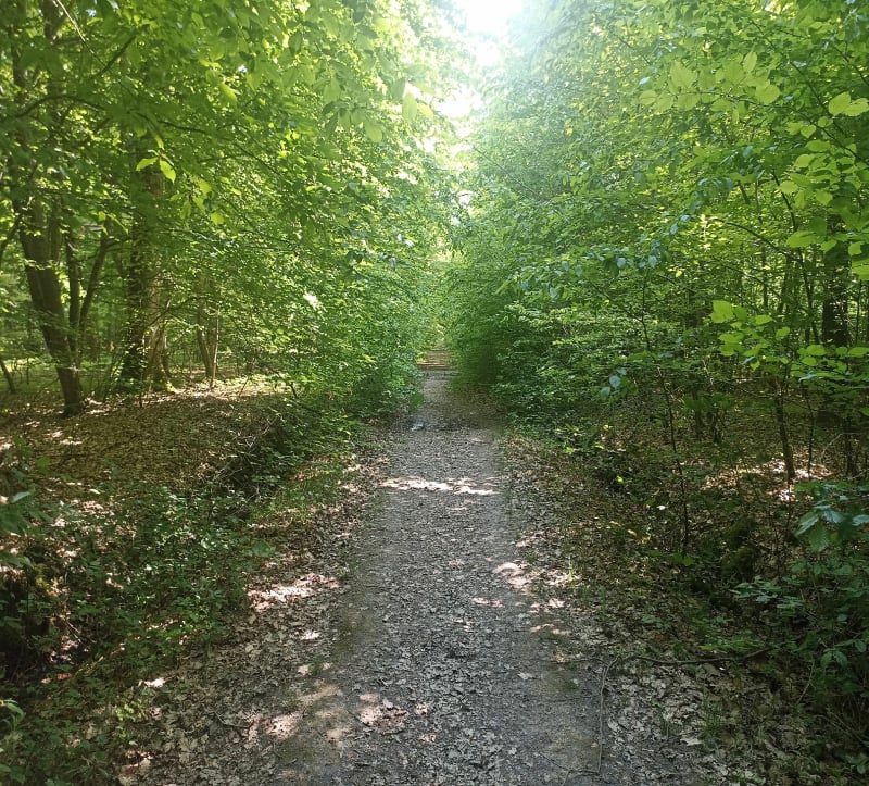 Balade en forêt de Serqueuse - Montfort-l'Amaury