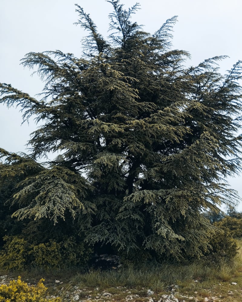 La forêt de cèdre a Bonnieux - Bonnieux