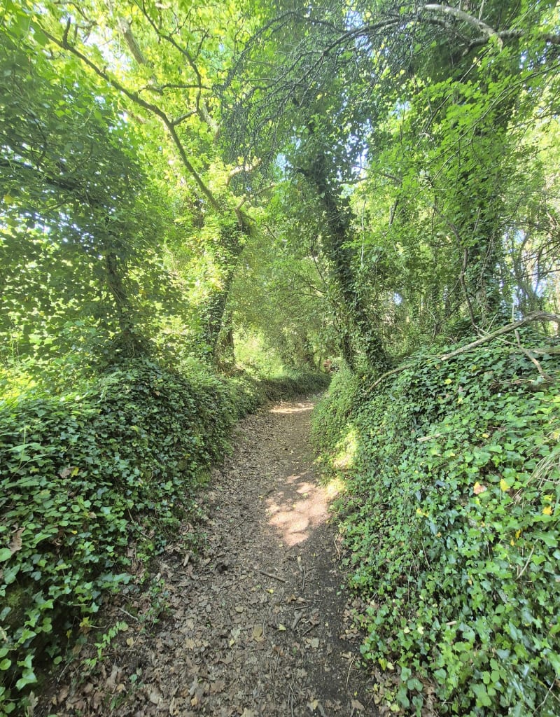 Bois du Hénan et Moulin Mer - Névez