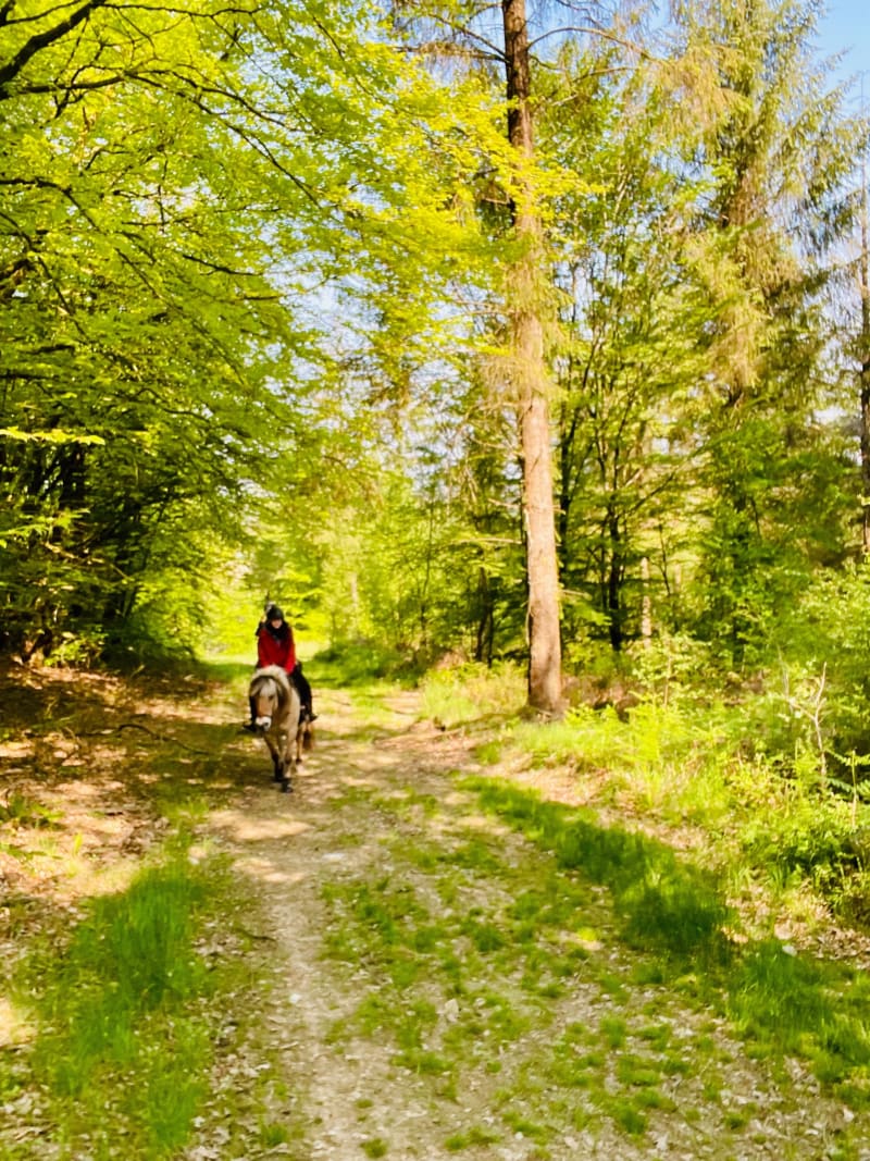 Les petits sentiers de la forêt de Lestrezec - Berrien