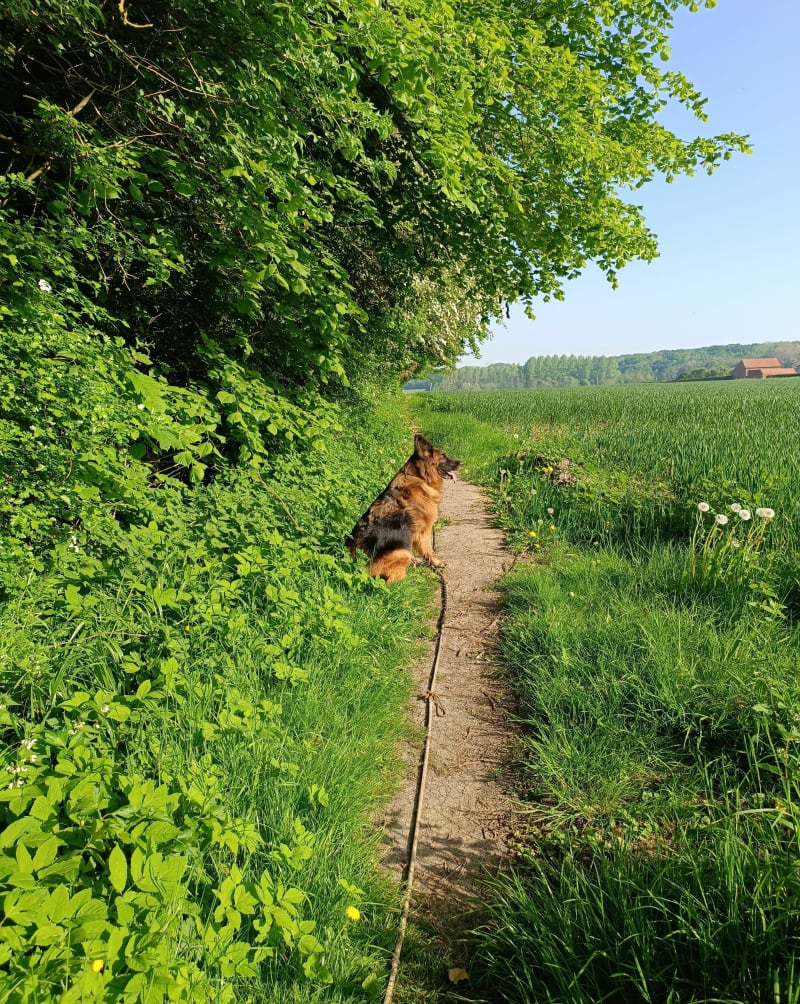 Marche à Norrent-Fontes - Norrent-Fontes
