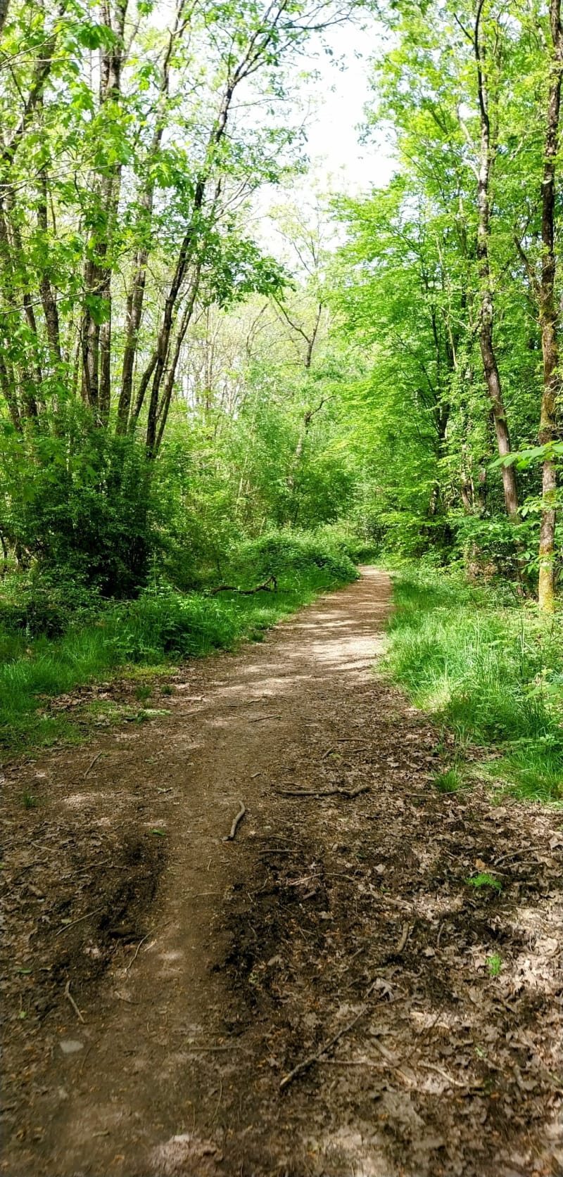 Sentier forestier du Bois de Leppo - Montrevault-sur-Èvre