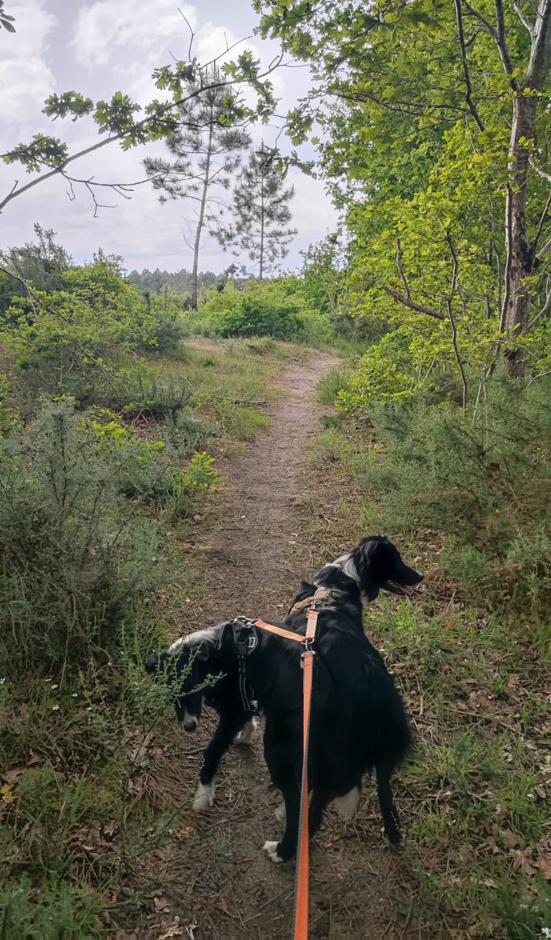 Belle balade en forêt autour de La Teste-de-Buch - La Teste-de-Buch