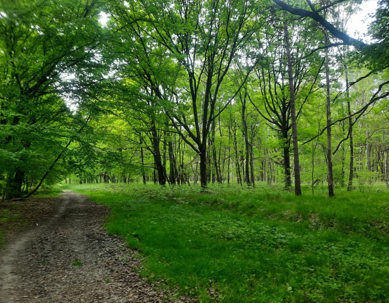 Boucle de 7 km en forêt de Rambouillet , vers le Haut Planet - Poigny-la-Forêt