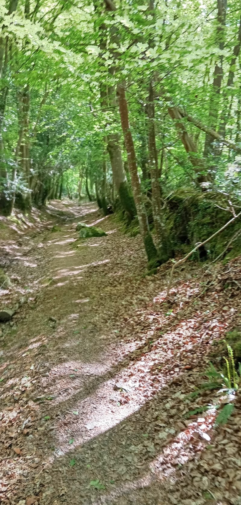 Boucle autour de Dirinon entre campagne et bois - Dirinon