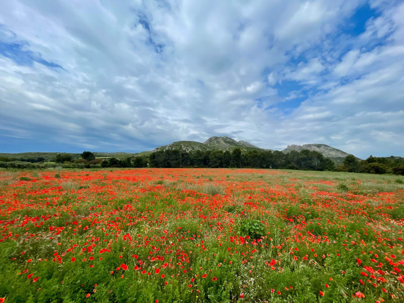 Les Opies des Barres rouges aux Glauges - Eyguières