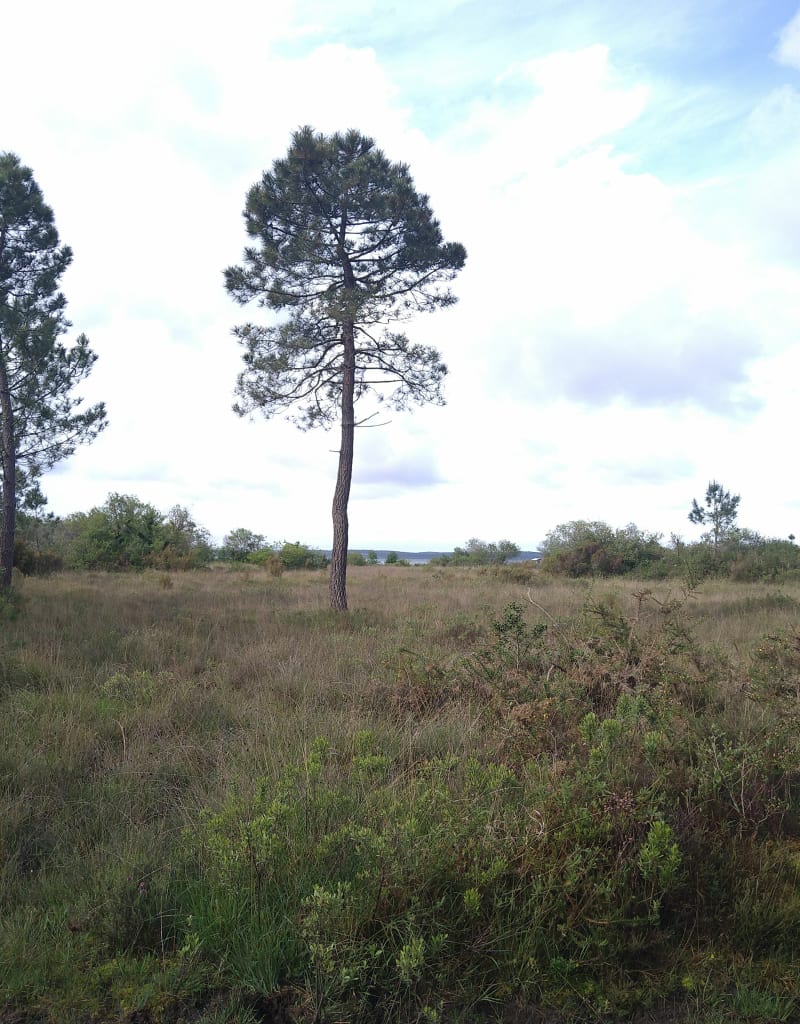 Chemin des tonnes - Biscarrosse