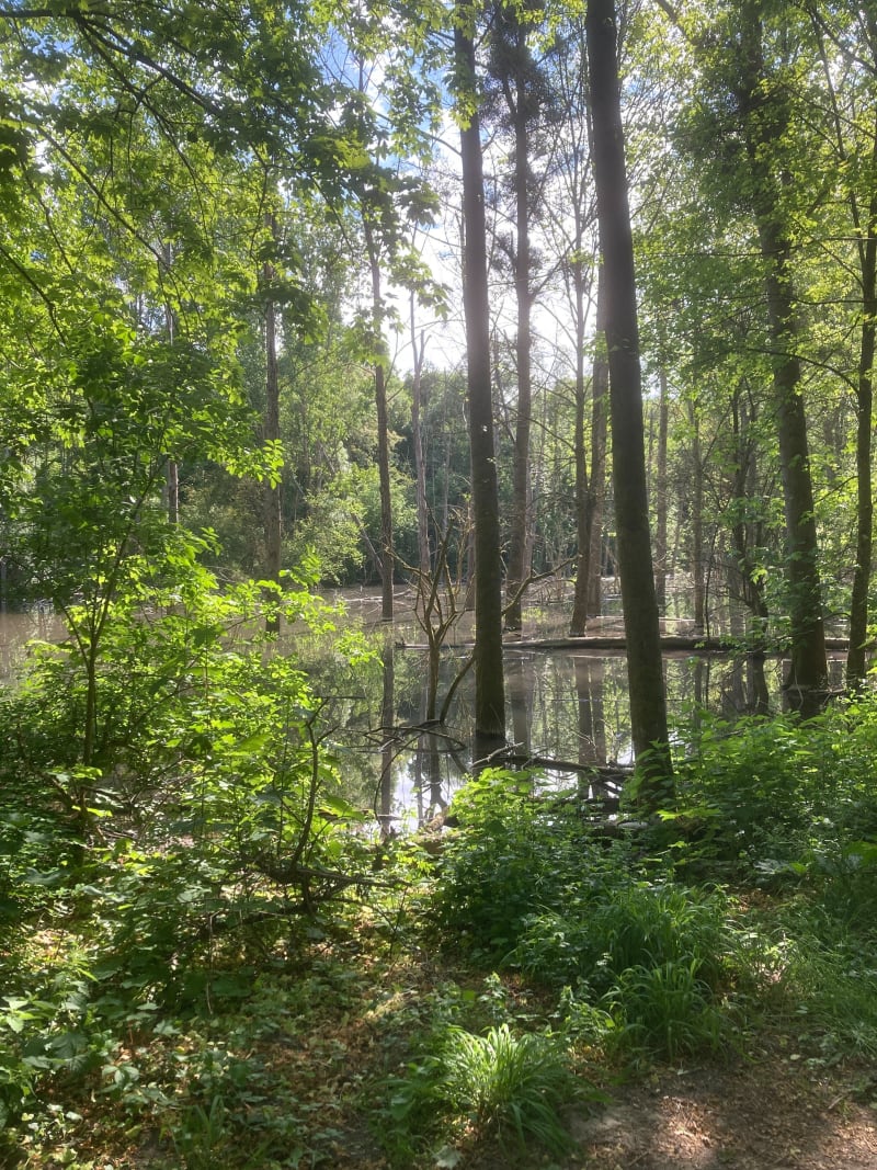 Sous-bois agréable à Pringy - Pringy