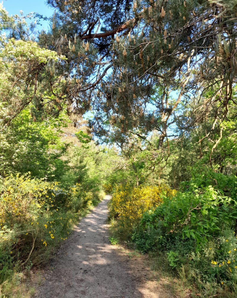 Petite boucle autour de Vayres sur Essonne - Vayres-sur-Essonne