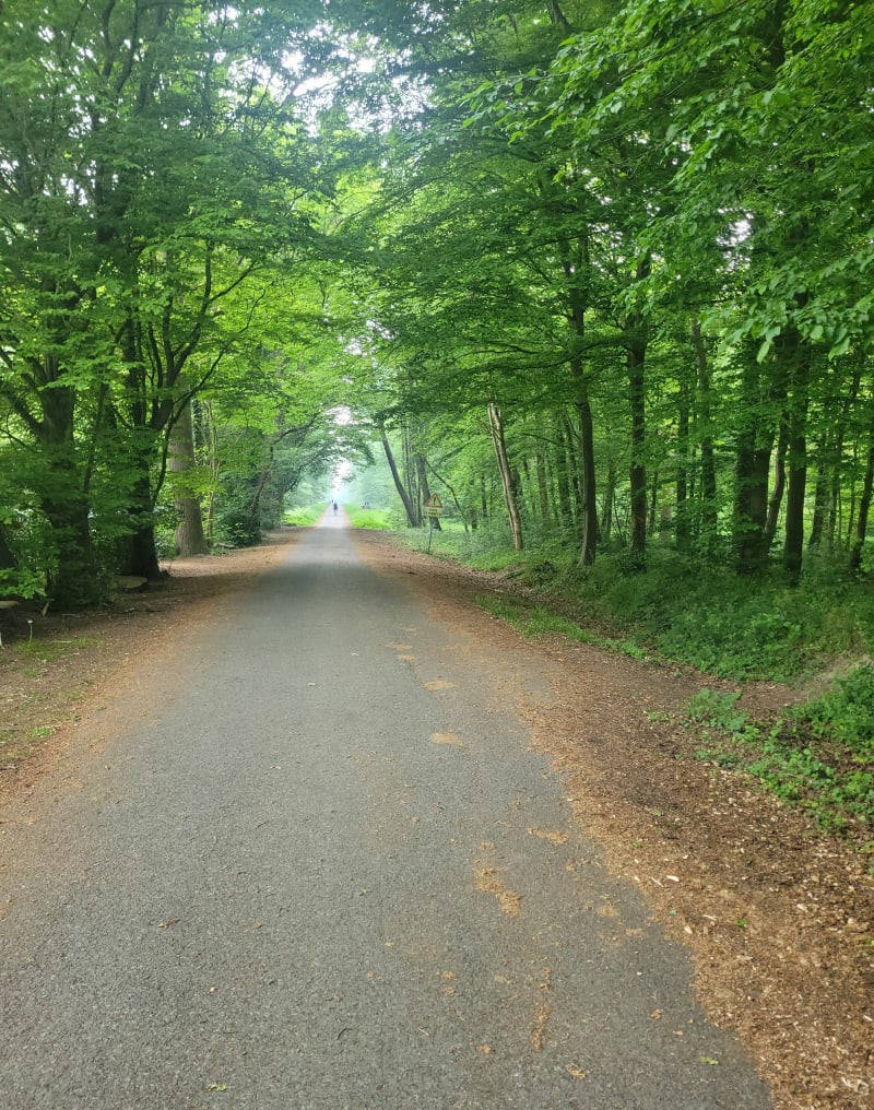 Balade en forêt de Raismes - Raismes