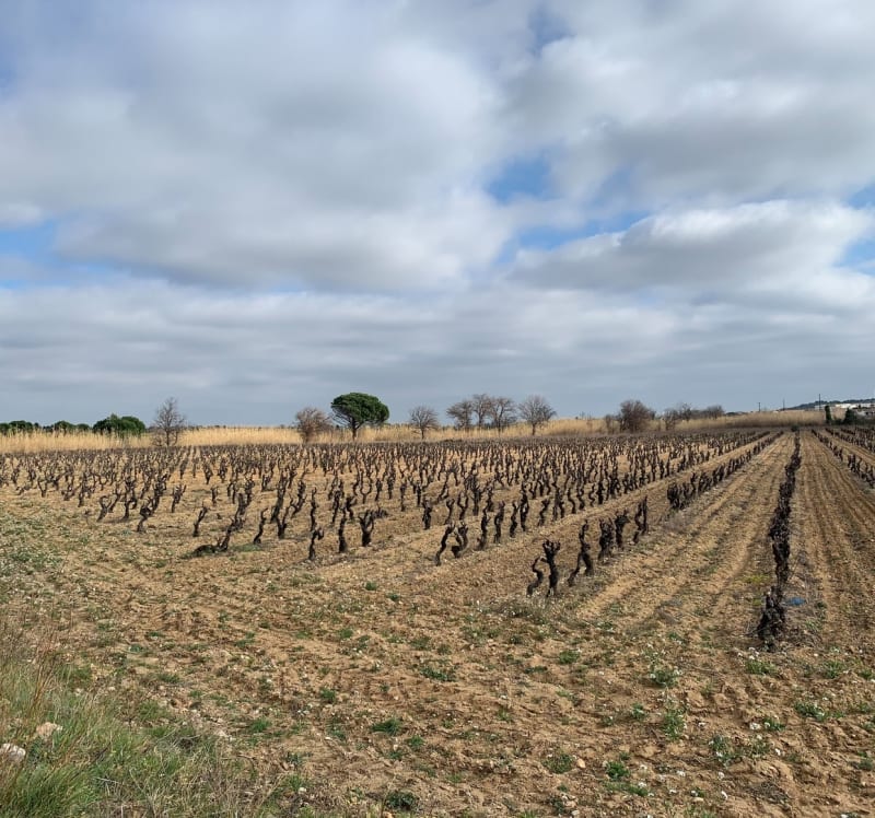 Route de Baixas à Peyrestortes - Peyrestortes