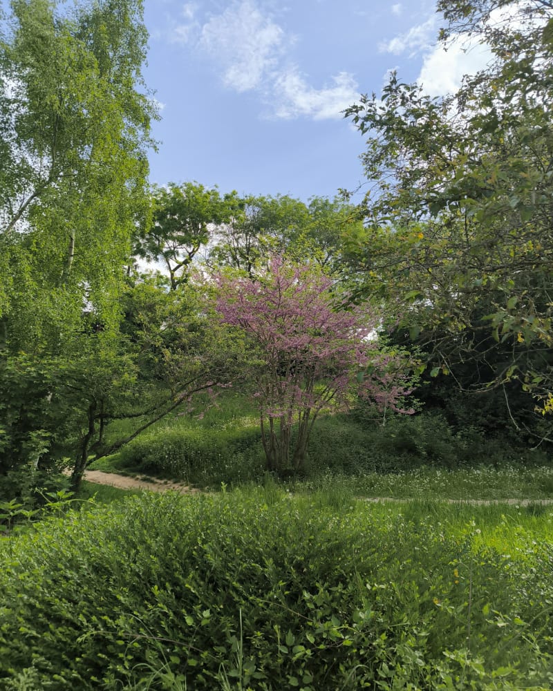 Balade en sous bois à Cergy - Cergy