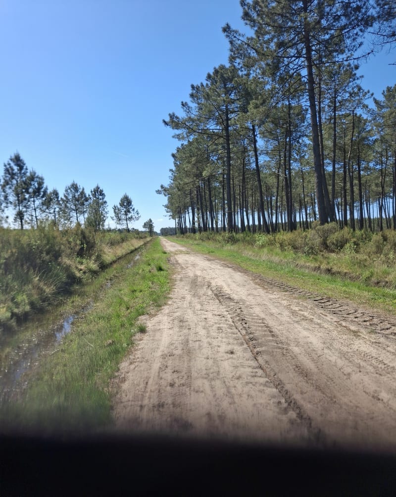 Balade autour des forêts de pins de Salaunes - Salaunes
