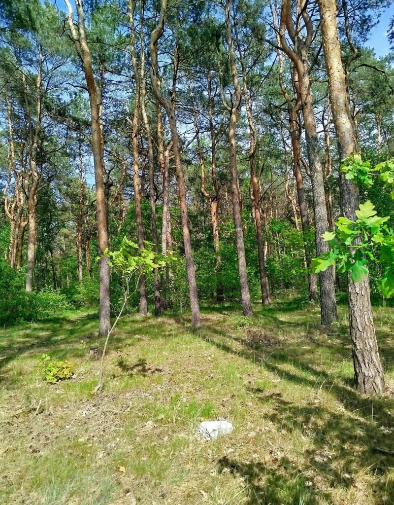 Jar - wrzosy - Toruń