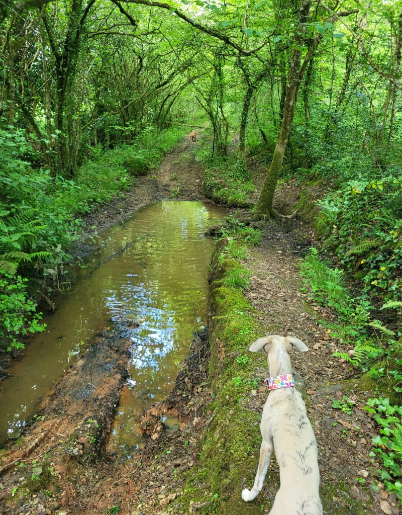 Balade dans le bocage entre Négreville et l'Etang-Bertrand - L'Étang-Bertrand