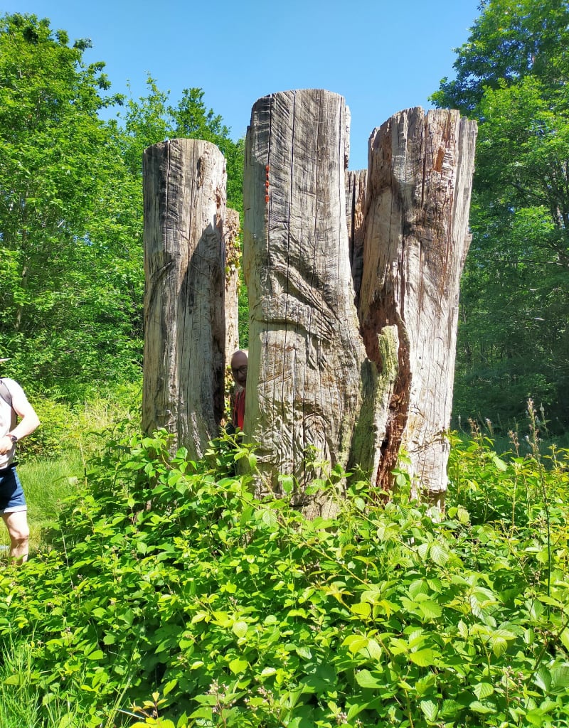 Balade en forêt à Vouvant - Vouvant