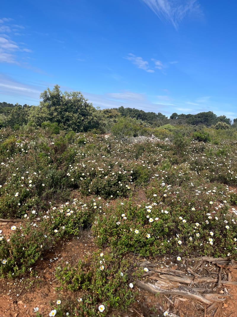 Éguilles dans la colline - Éguilles