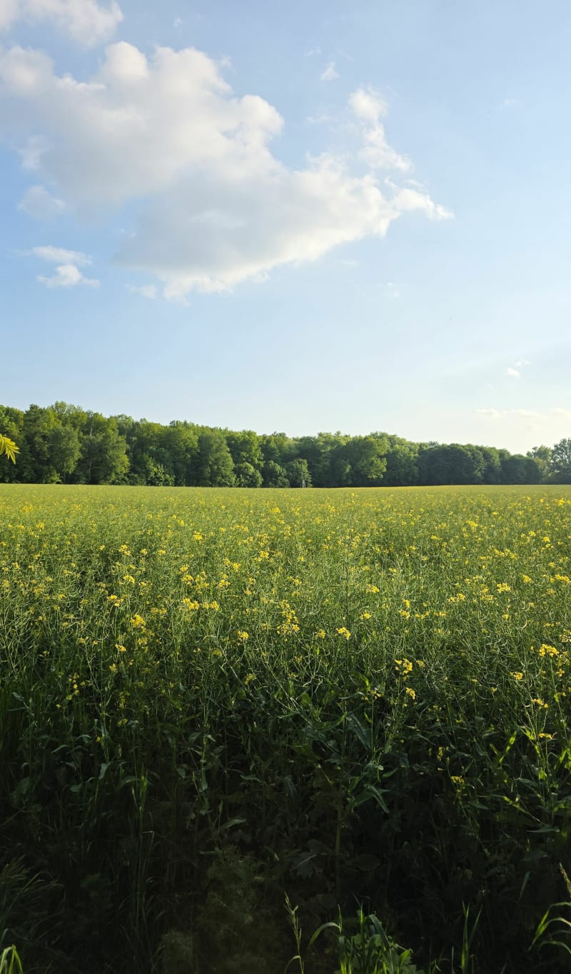 Siemianowice - Bażantarnia - Fazaniec - Siemianowice Śląskie
