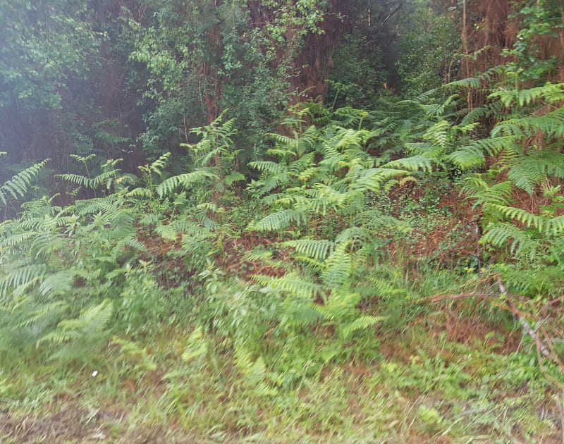 Très belle balade dans les bois de Bégaar - Bégaar