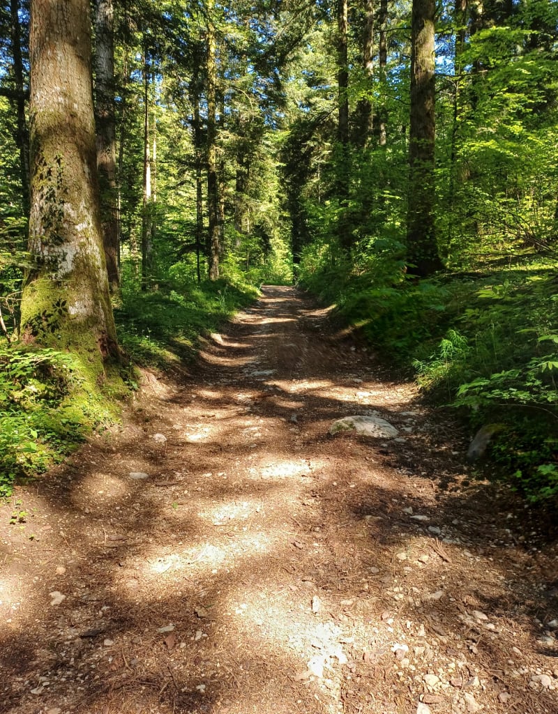 Balade dans les bois du Montcel. - Montcel