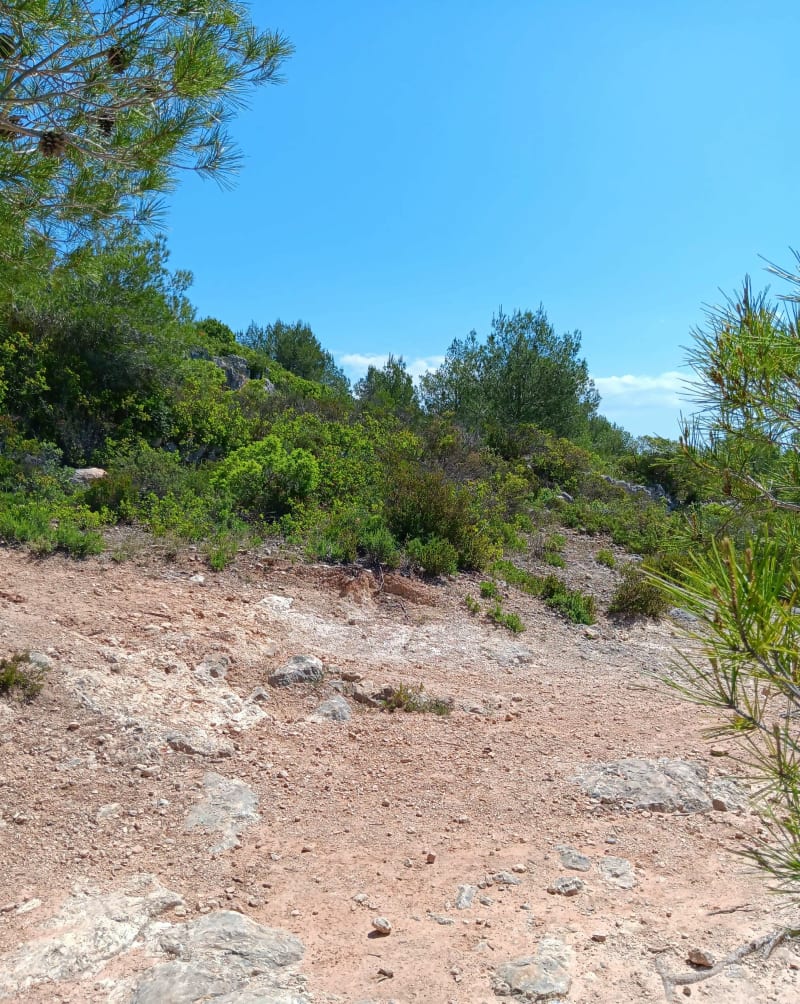 Sur le plateau de Castelnau - Castelnau-de-Guers