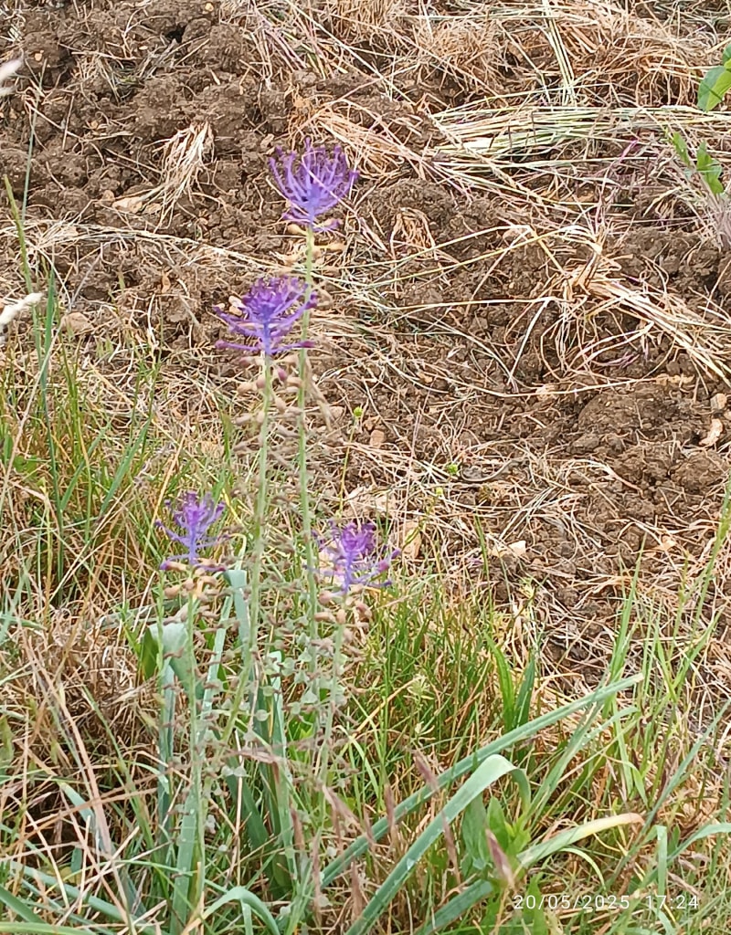 Plateau de Chenôve - Chenôve
