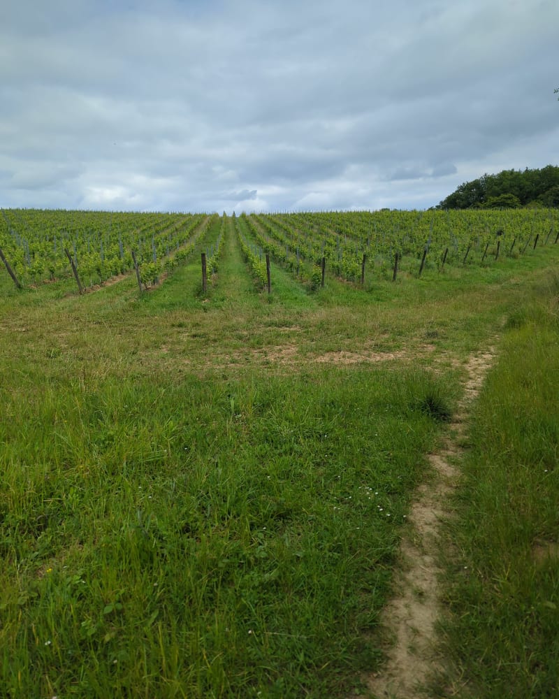 Entre vignes et sous bois, les Pontons - Sallebœuf