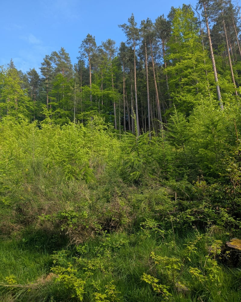 Cisowska Struga - Dębogórze