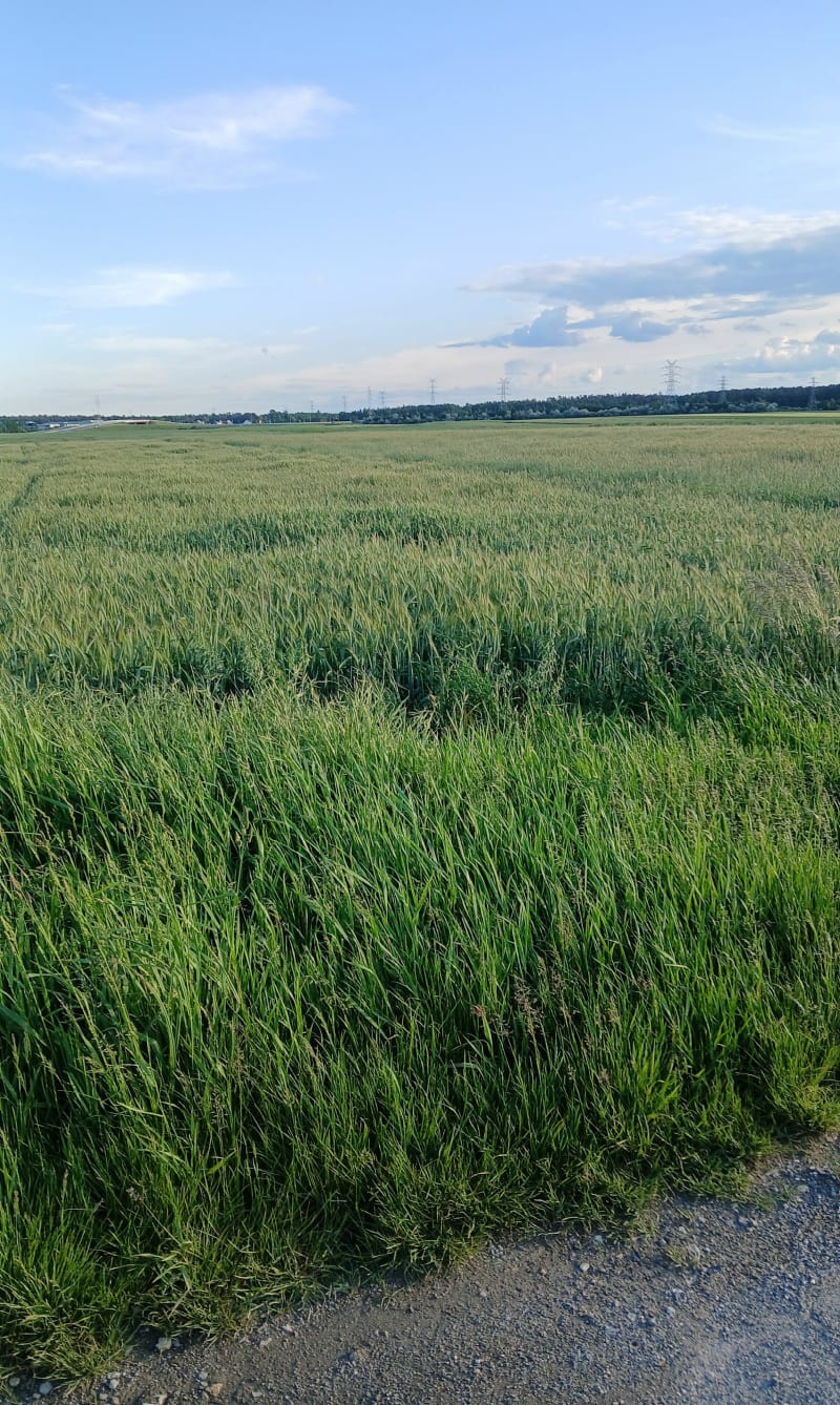 Dabrowka Gorna - Dąbrówka Górna