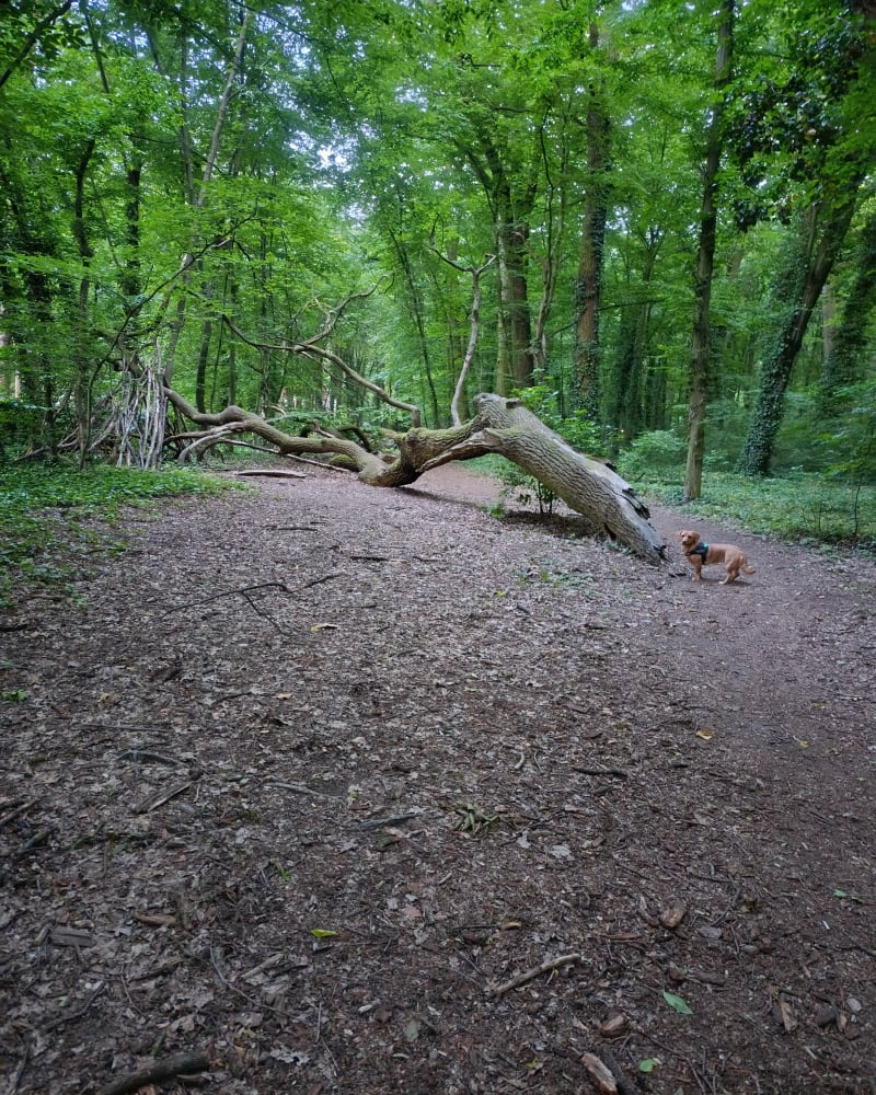 Podkowiańskim szlakiem - Brwinów