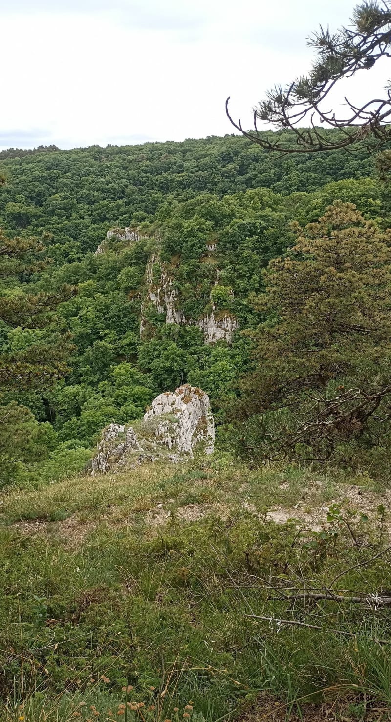 Entre Morey Saint Denis et Chambolle Musigny - Morey-Saint-Denis