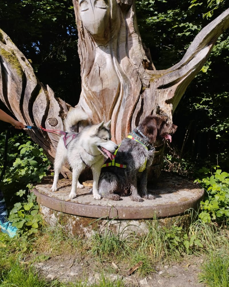 Balade dans la forêt de Malvoisine - Faremoutiers