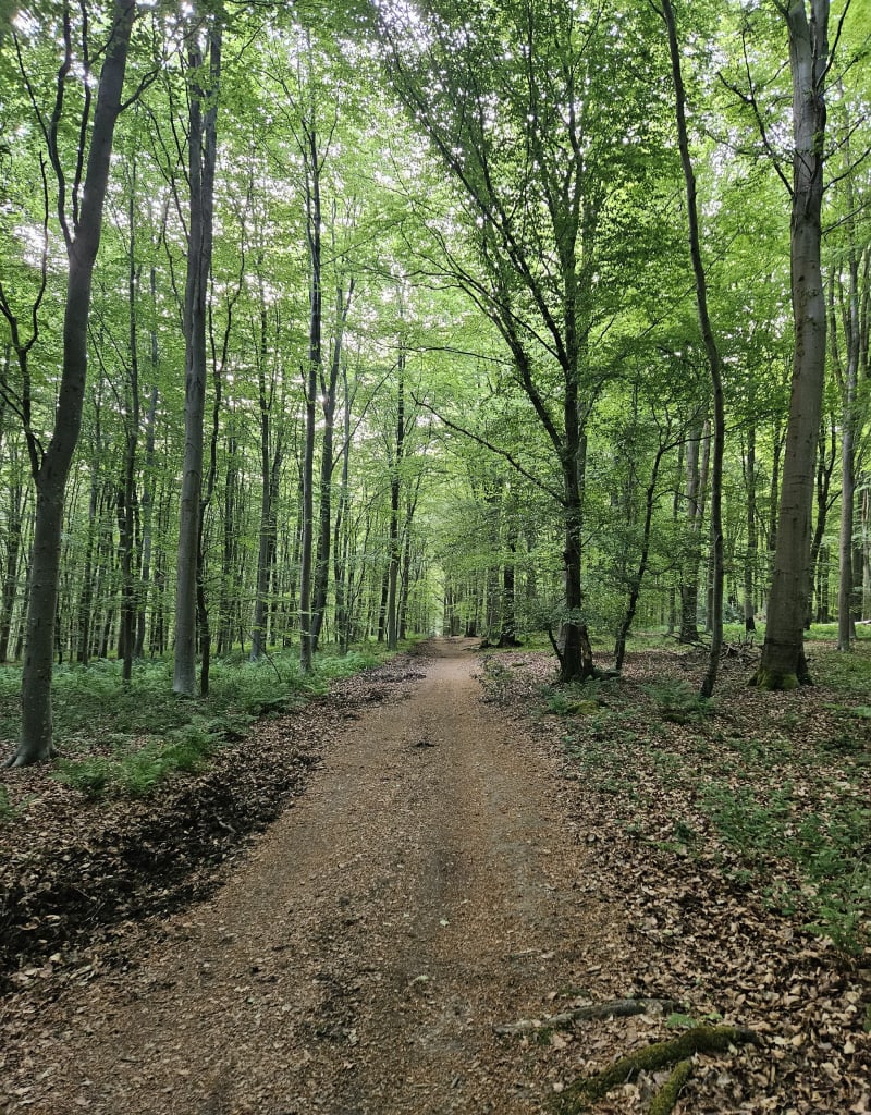 Forêt Domaniale Verte - Bois Guillaume - Houppeville