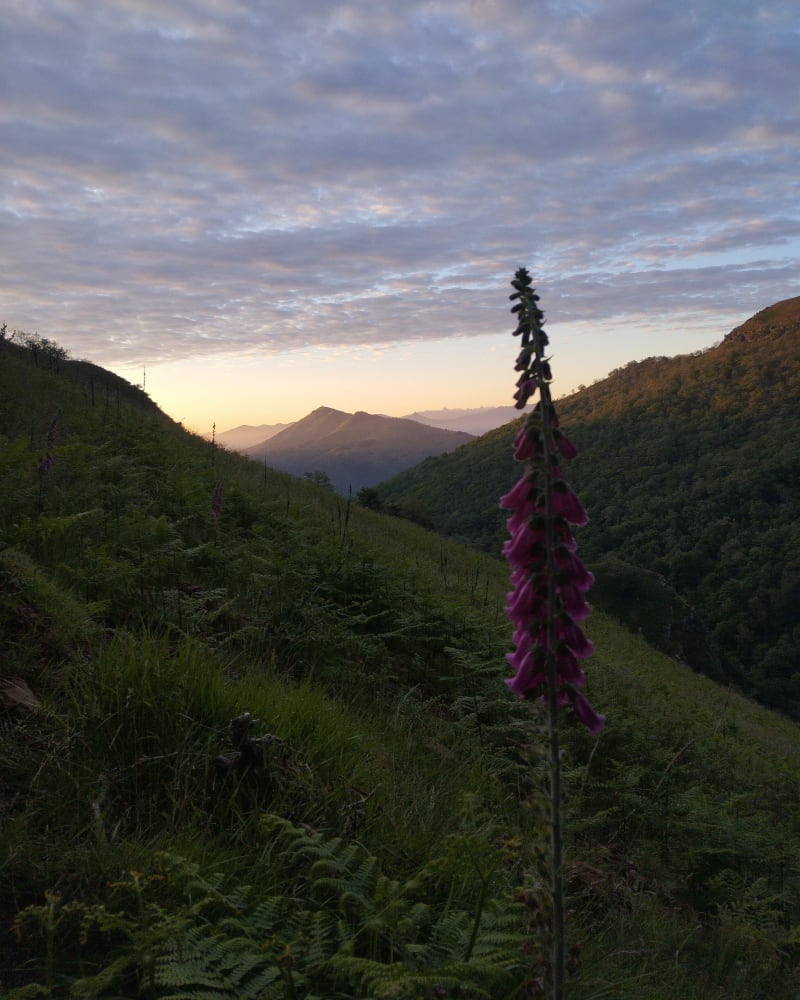 Boucle Crête d'Iparla - Saint-Étienne-de-Baïgorry