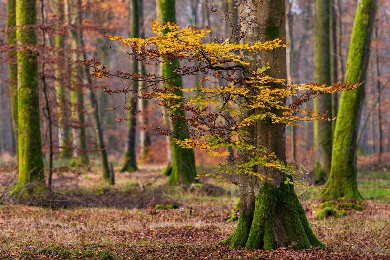 Marche à pied en Forêt de Vouillé - Vouillé