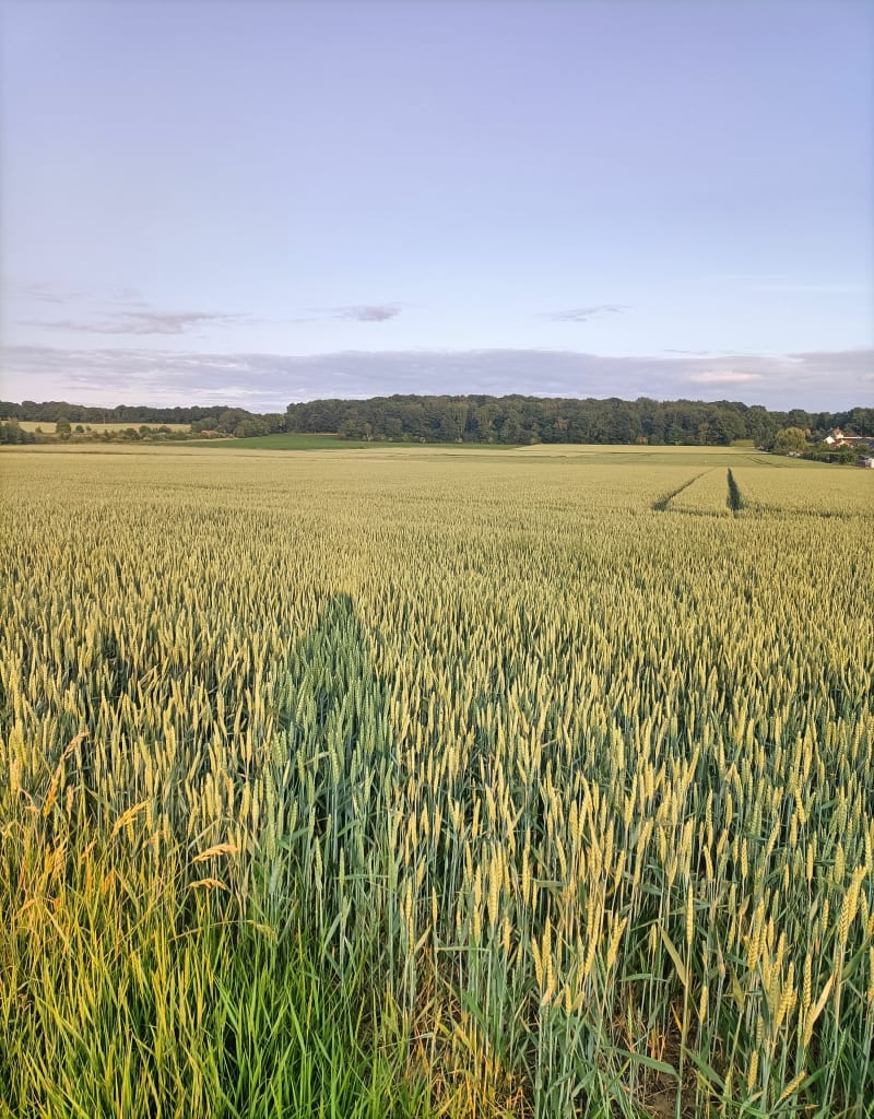 Bois des dames - Labeuvrière