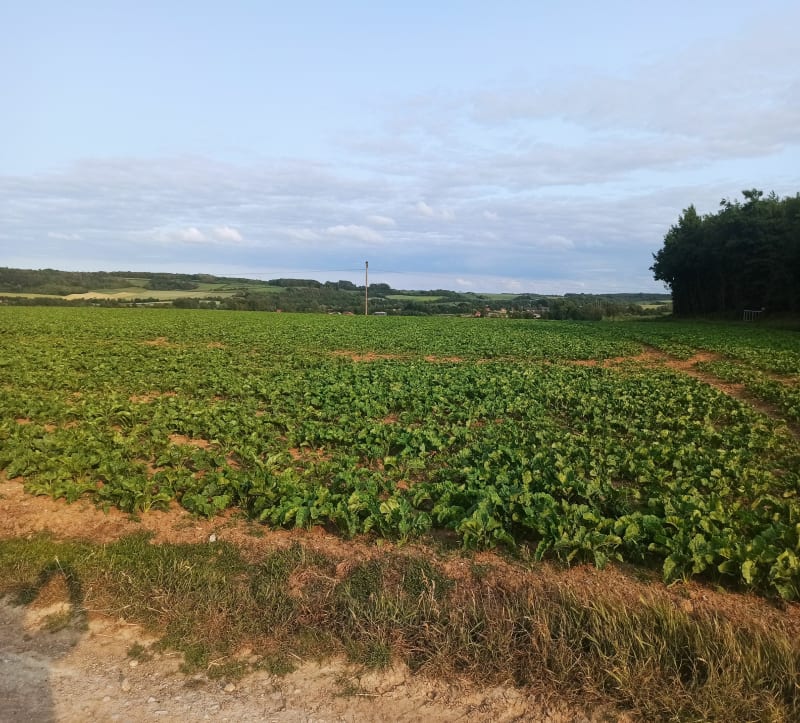 Balade de Marest à Pernes en Artois - Marest