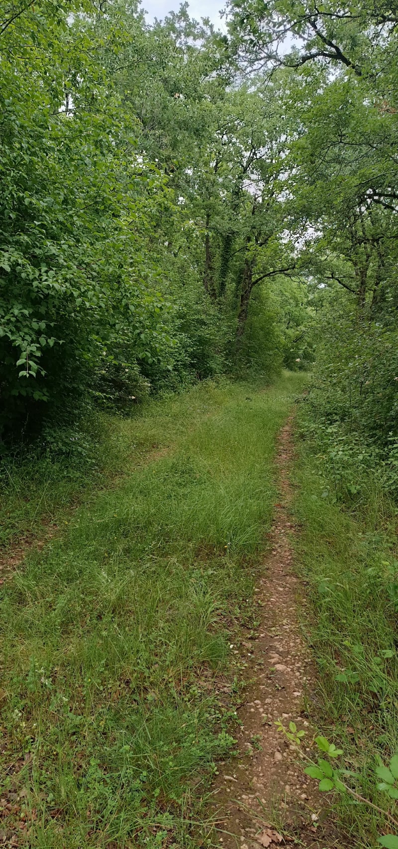 Super balade dans la Forêt de la Garrigue - Cazals