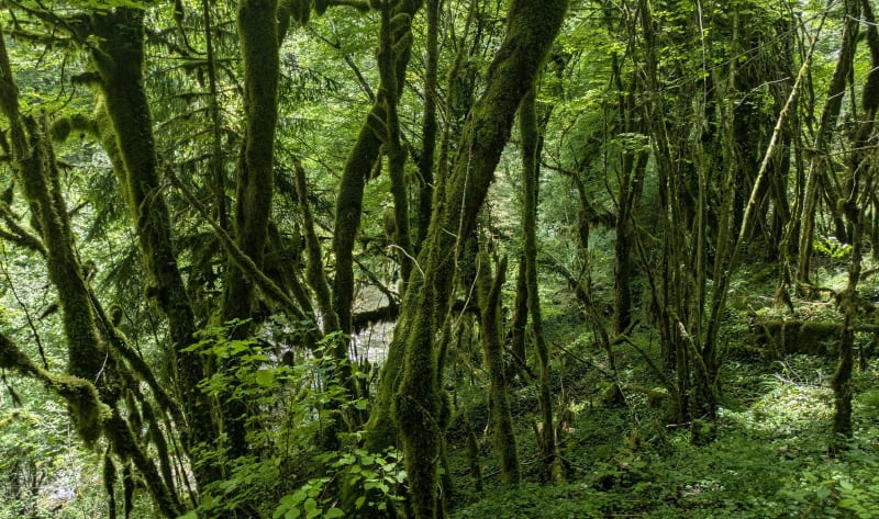 Randonnée du saut d'Oignin - Samognat