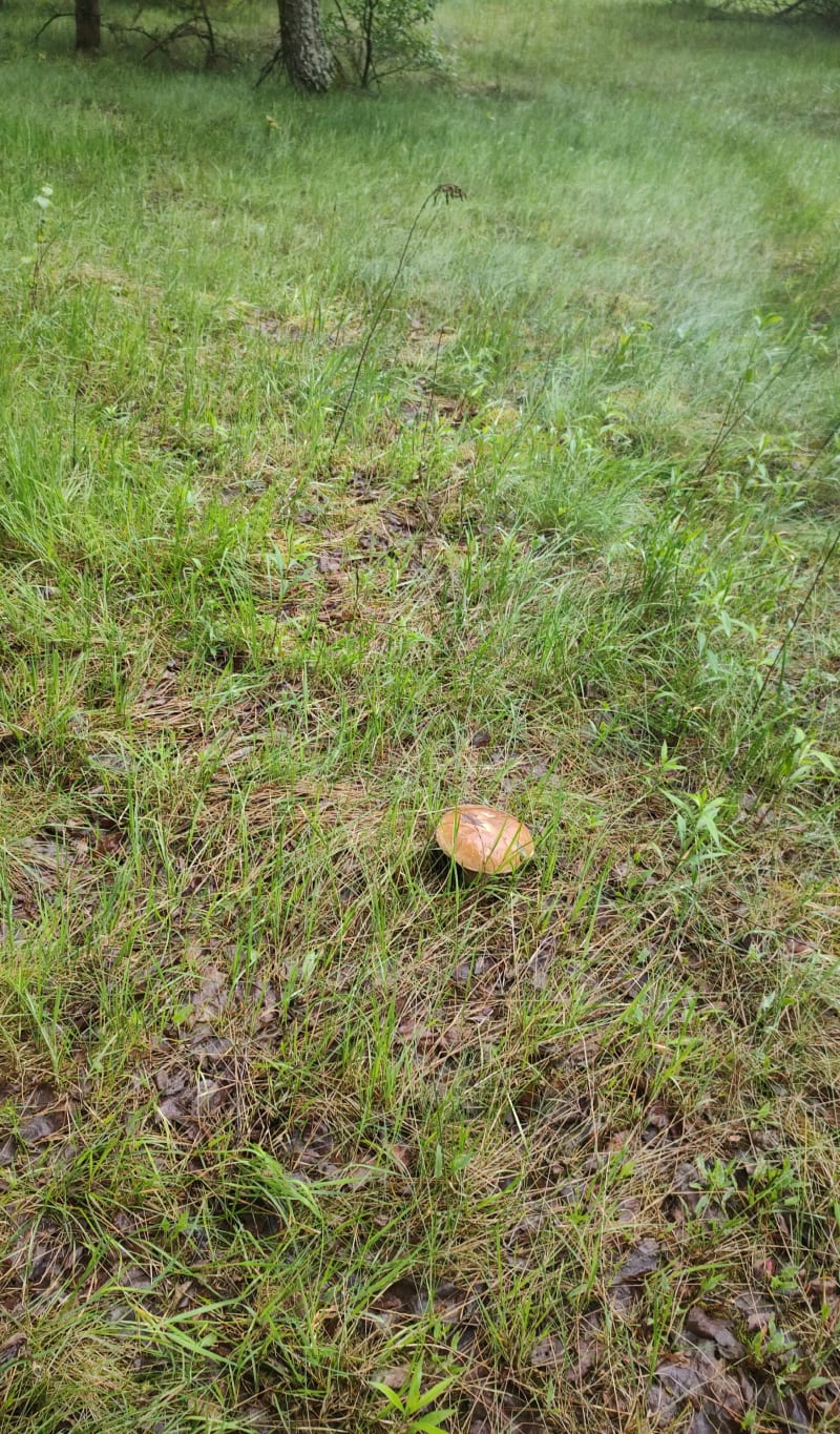Jeżowe las przy trasie i Zaluze - Jeżowe