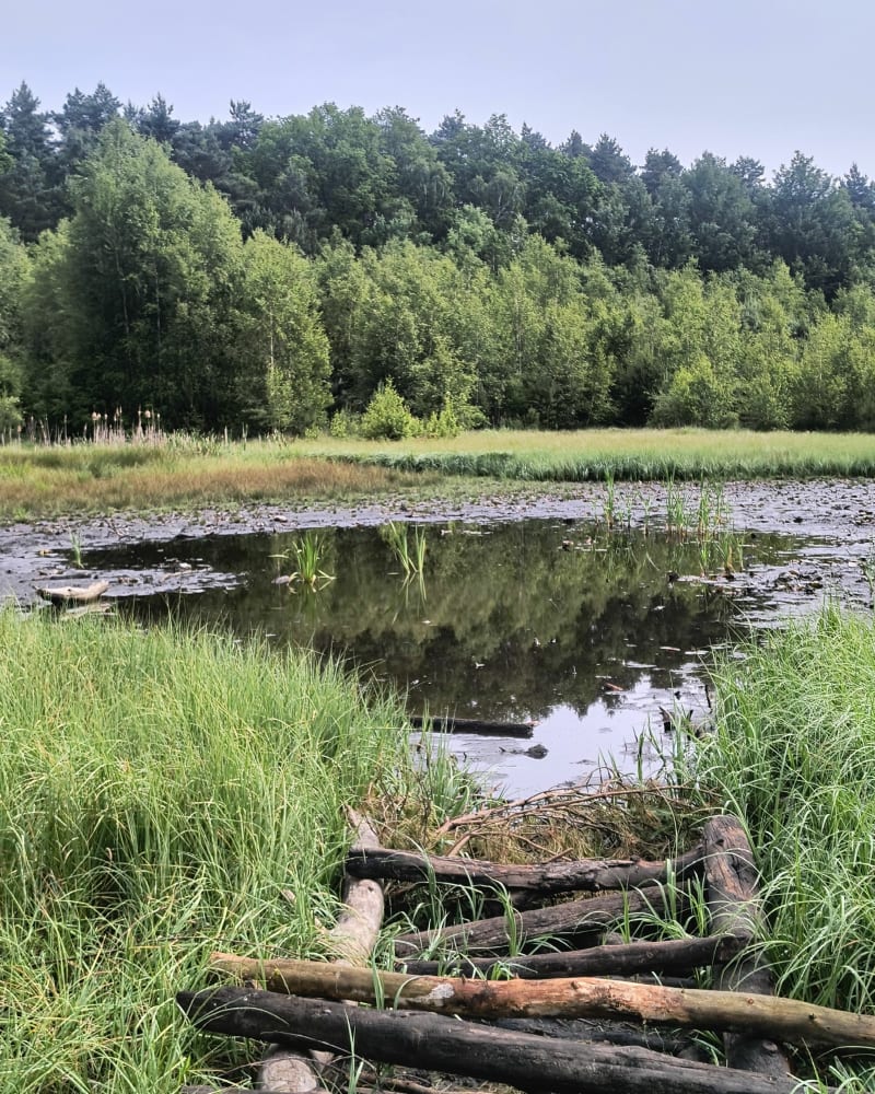 Spacer po bełchatowskim lesie - Bełchatów