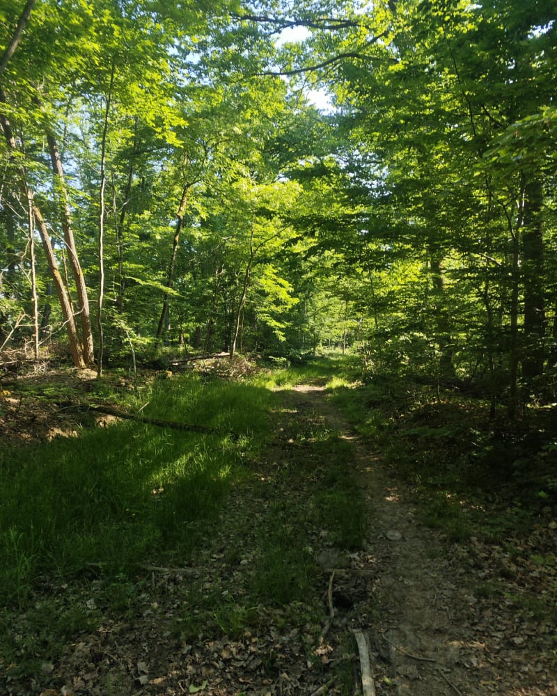 Respiré l'air frais de la forêt de Woustviller - Woustviller